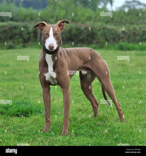 Bull Lurcher Hi Res Stock Photography And Images Alamy