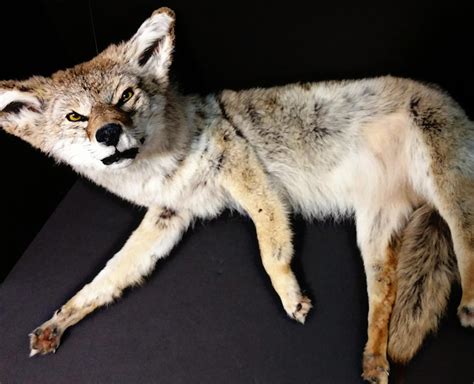 For Sale Coyote Taxidermy Soft Mount By Lovebizarreoddities On Deviantart