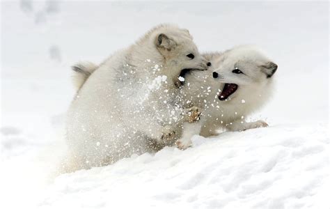 Snow Animals Arctic Fox Baby Animals 2000x1267 Wallpaper