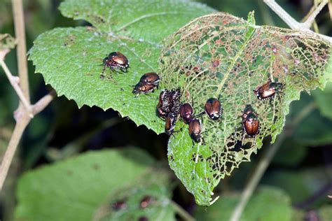 Learn More About Natural Japanese Beetle Repellents Gardening Know How