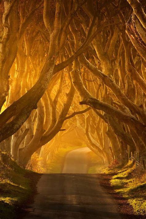 Top 10 Most Amazing Tree Tunnels Most Beautiful Places