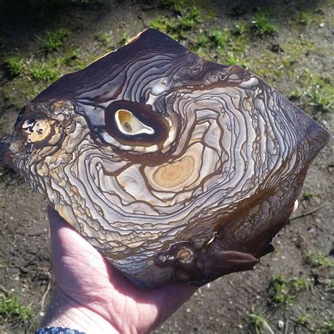 A Recent Addition To The Petrified Mud Collection Biggs Jasper From
