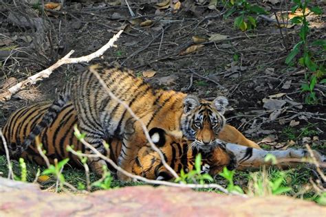 Tiger Photography Sighting Updates From Ranthambore National Park