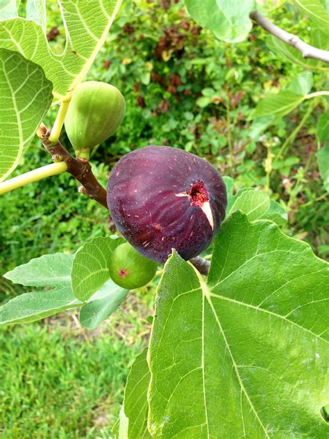 Figs Are Healthy Fruit For Your Cyclura Reptile Function