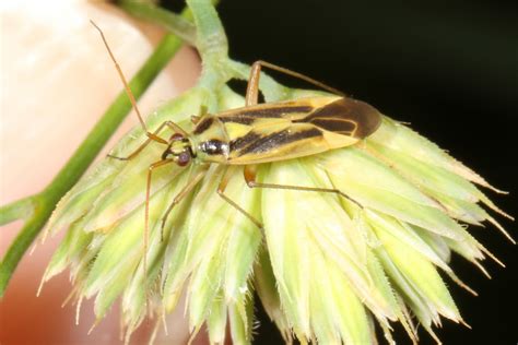 Maryland Biodiversity Project Two Spotted Grass Bug Stenotus Binotatus