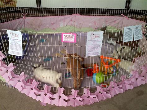 Pigs N Buns Small Pet Rescue Baby Adoption Event