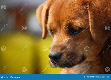 Portrait Dog Looking Down Stock Images Image 13814734
