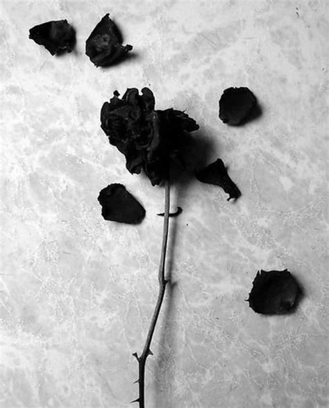 Lihat ide lainnya tentang gambar, vsco, gambar kastil. DRIED NOT DIED... | Fotografi hitam putih, Gambar ...