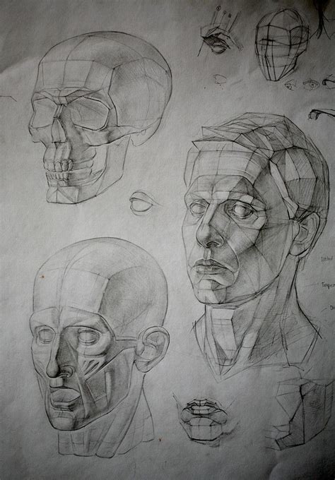 Constructive Drawing Anatomy Art Portrait Drawing Human Anatomy Art