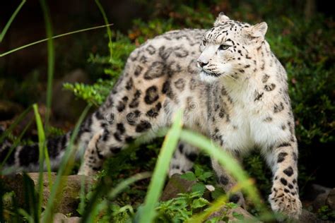 Snow Leopardpanthera Uncialarge Cat Native To The Mountain Ranges Of