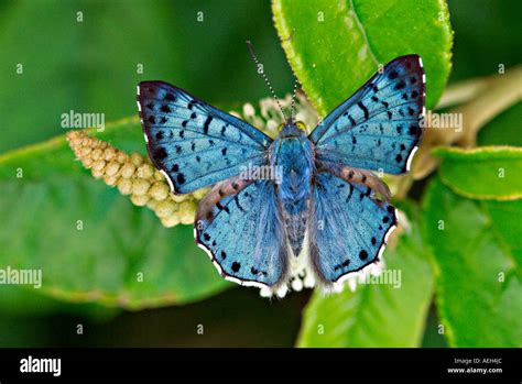 Blue Metalmark Butterfly Hi Res Stock Photography And Images Alamy
