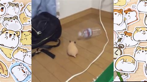 The Hamster Dance Meme Youtube