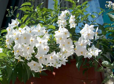 Maybe you would like to learn more about one of these? Piante da vaso: Solanum, Solanum capsicastrum, Solanum ...