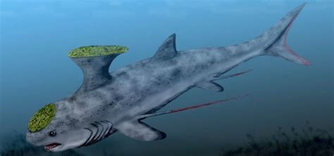 10 Amazing Extinct Species Of Shark Prehistoric Creatures