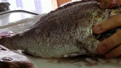 Do Peixe Eu Tiro A Escama