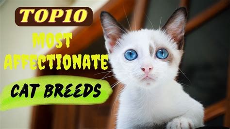 Top 10 Most Affectionate Cat Breeds That Actually Love To Cuddle Youtube