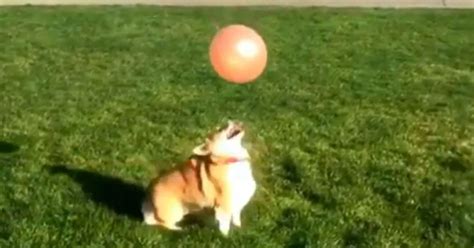 Ridiculously Adorable Corgi Plays Keepy Up With A Balloon In Cute Video