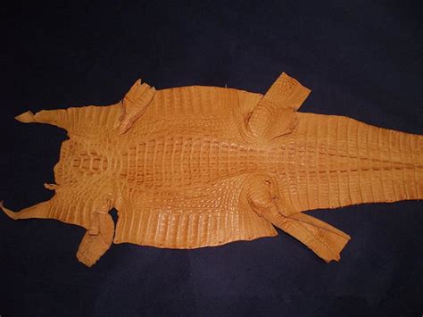 The Features Of Alligator Skin