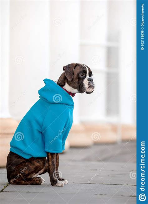 Boxer Dog Dog In Hoodie Stock Photo Image Of Jacket 202178038