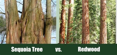 Sequoia Tree Vs Redwood Whats The Difference With Pictures
