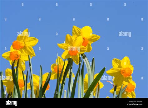 Spring Daffodils Against A Blue Sky Narcissus Stock Photo Alamy