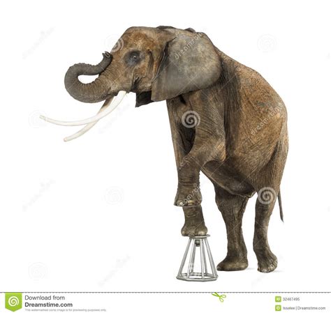 African Elephant Performing Standing Up On A Stool Isolated Stock