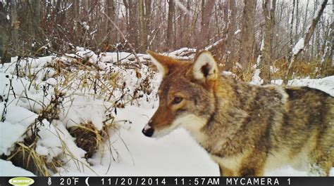 Coyotes In Our Midst Keep Them Wild Oakland County Parks Blog