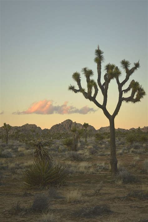Joshua Tree Desert Sunset Framed Art Print By Justin Phillips Vector