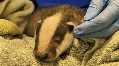 Frozen Baby Badger Doing Well In Norfolk Says Rspca Bbc News