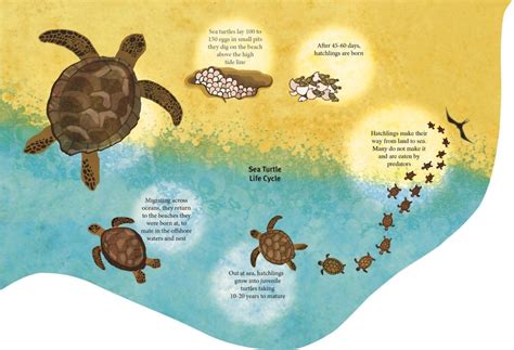 Life History Sea Turtles Of India