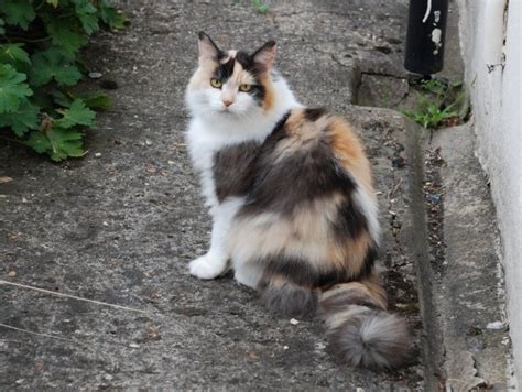 Filelonghaired Calico Cat Wikipedia