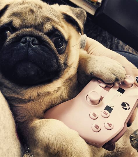 Pug Xbox Puppies Gaming Products Pugs Electronic Products