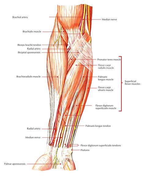 Easy Notes On 【muscles Of The Anterior Or Front Of The Forearm】 Earth
