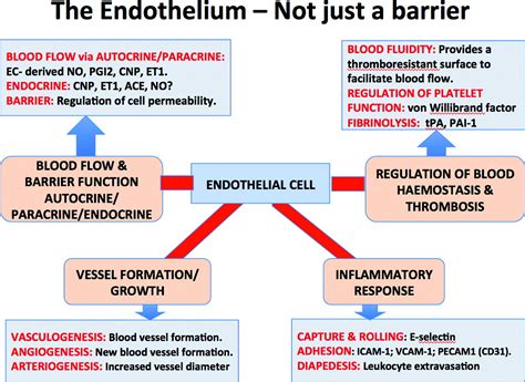 Why The Endothelium The Endothelium As A Target To Reduce Diabetes