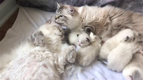 Trimming Pregnant Ragdoll Cat Azaleas Belly Youtube