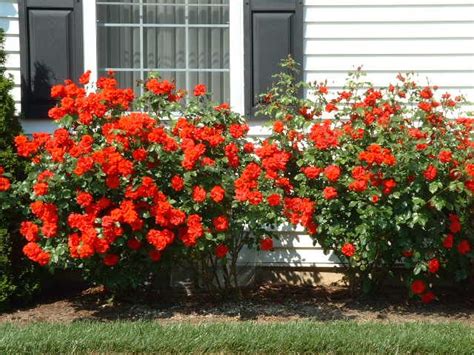 Shrub Rose Variety Easy To Grow Shrub Roses Bloom All Summer Off And