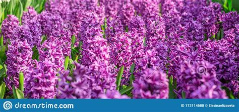 Floral Spring Background Purple Hyacinths Traditional Easter Flowers