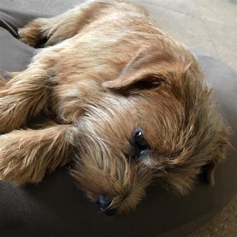Scroll down to see each litter, if any are available, slide shows of past puppies, and. Norfolk Terrier Puppies for Sale in Americus, Georgia ...