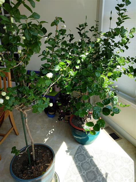 Two Different Types Of Jasmine Plant At My Gfs Parents