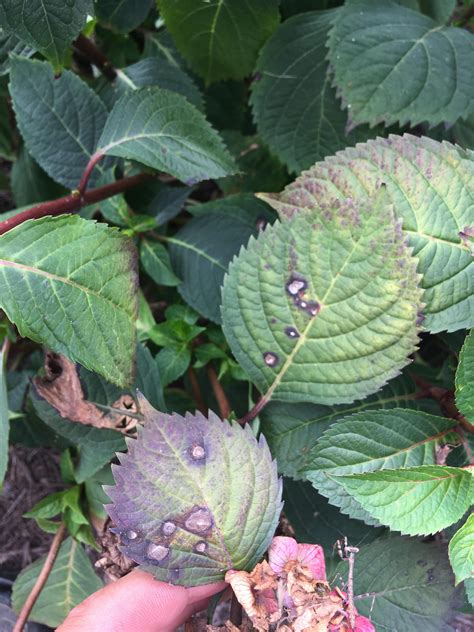 By planting hydrangeas in the proper location, with proper soil conditions and adequate space for the plants, most diseases can be minimized (penn state university extension, 2017). Help! Identify Hydrangea Disease #gardening #garden #DIY # ...