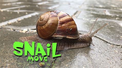 Snail Move 2 Animal Video Youtube