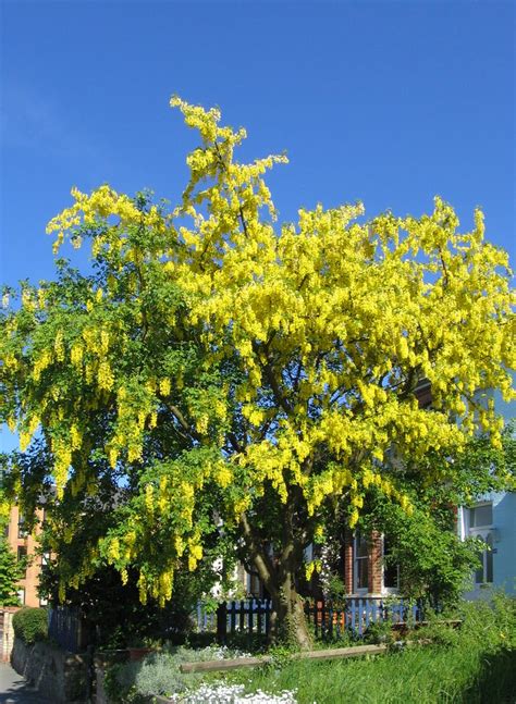 Laburnum X Watereri ‘vossii Cytise Les Plantes De Tonio