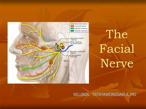 Ppt The Facial Nerve Powerpoint Presentation Id