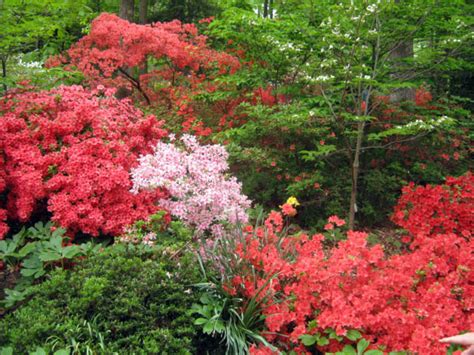 Ferns pair well with nearly any woodland shade plant such as primrose (primula), bishop's hat (epimedium), hosta (hosta), masterwort (astrantia) and wood sorrel (oxalis). Top 12 Shade Loving plants for a Woodland Garden - gardenpicsandtips.com
