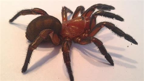Trapdoor Spider Species Discovered By Griffith Researcher Queensland