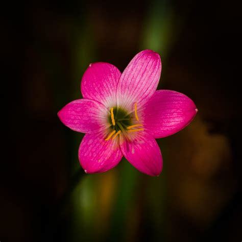 Beautiful Pink Flower Pixahive