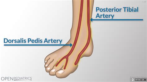 Fundamentals Of Nursing Arteries Nursing School Survival