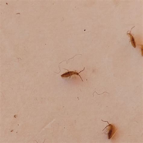 Tiny Brown Bugs In Aquarium Ukldtyhjcfb1