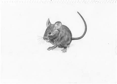 Mouse Drawing By Adonabauer On Deviantart