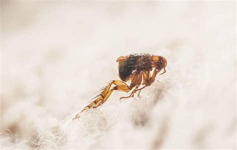 If you suspect you have a problem with fleas or ticks contact a licensed pest control company who can thoroughly inspect your home and property and set you up with a comprehensive treatment and prevention plan. Fleas | Family Pest Control